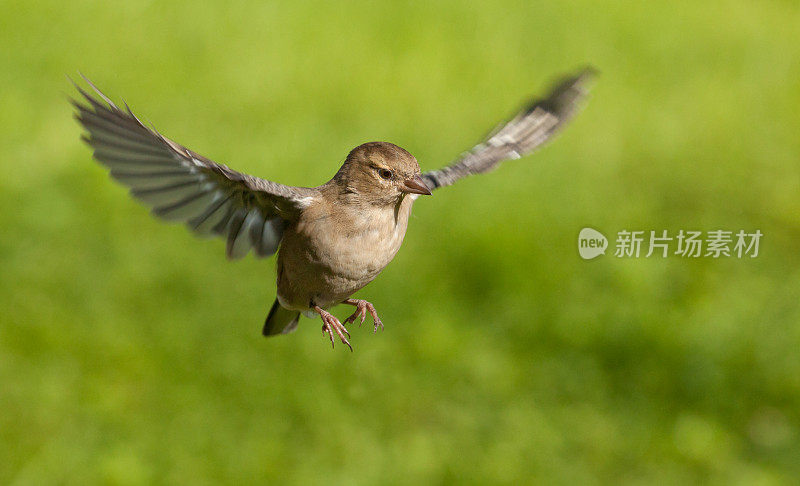 飞行中的雌性苍头燕雀(Fringilla coelebs)